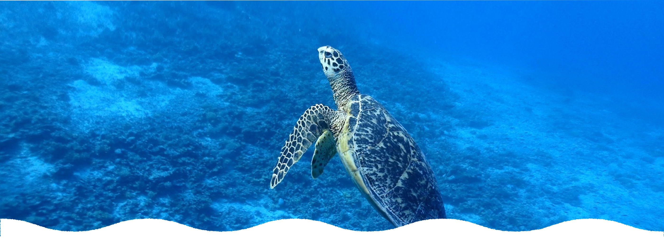 ウミガメ